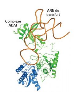 Modèle de l'interaction du complexe ADAT composé de deux protéines 